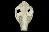 Partial, Fossil Oreodont (Merycoidodon) Skull - Wyoming #169163-4